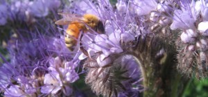 Bee in lavender